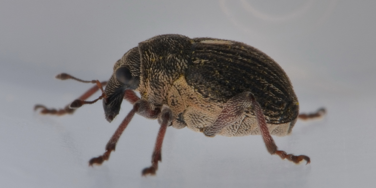 Curculionidae:  Rhinoncus pericarpius?  S, maschio